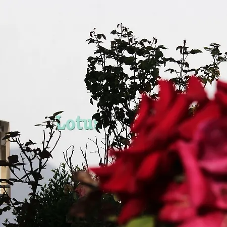 Skion Palace Hotel-bungalows & Boutique 酒店 4*